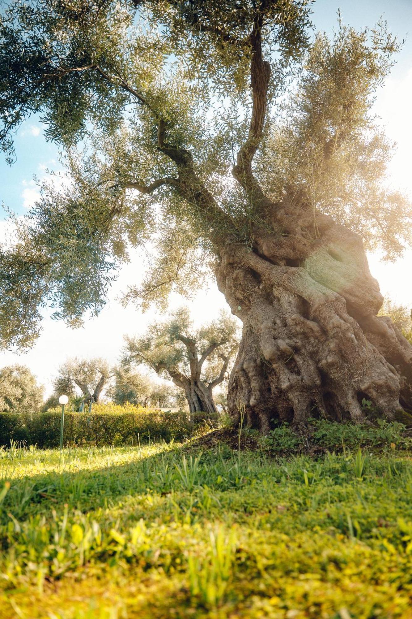 La Piana Degli Ulivi Panzió Rossano Kültér fotó